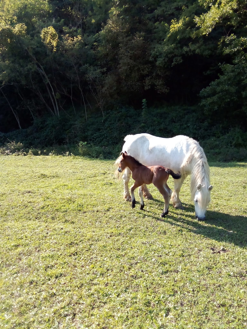 ENORME PROPRIETÀ - PER INVESTIMENTO, USO TURISTICO