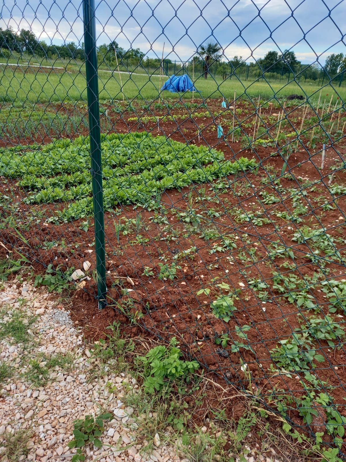 ISTRIA - PARENZO, TERRENO AGRICOLO 700m2