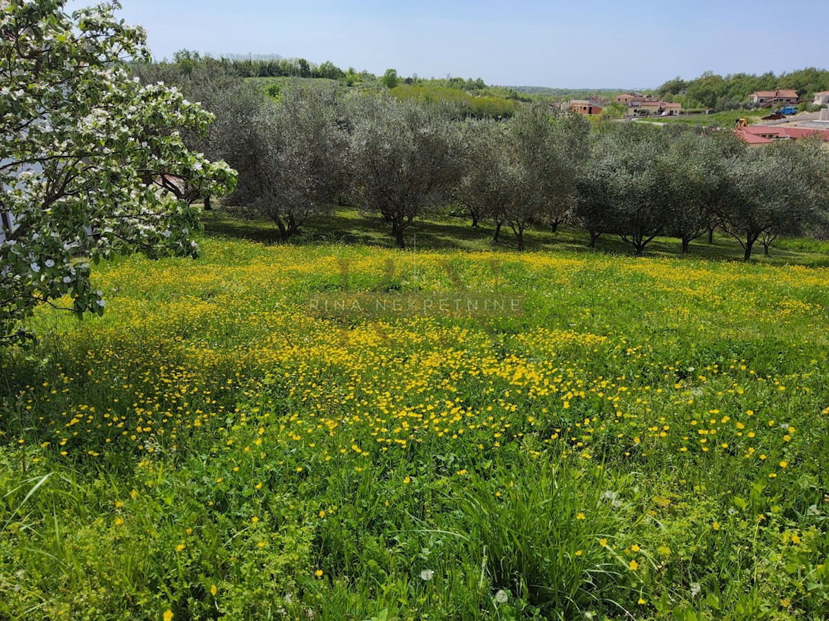 Istria, Opportunità di Investimento: Lotti Edificabili nel Centro di Vižinada