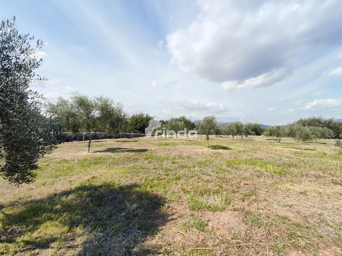 Grande azienda agricola - Vodnjan - 13.841m2