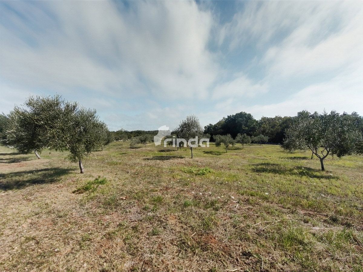 Grande azienda agricola - Vodnjan - 13.841m2