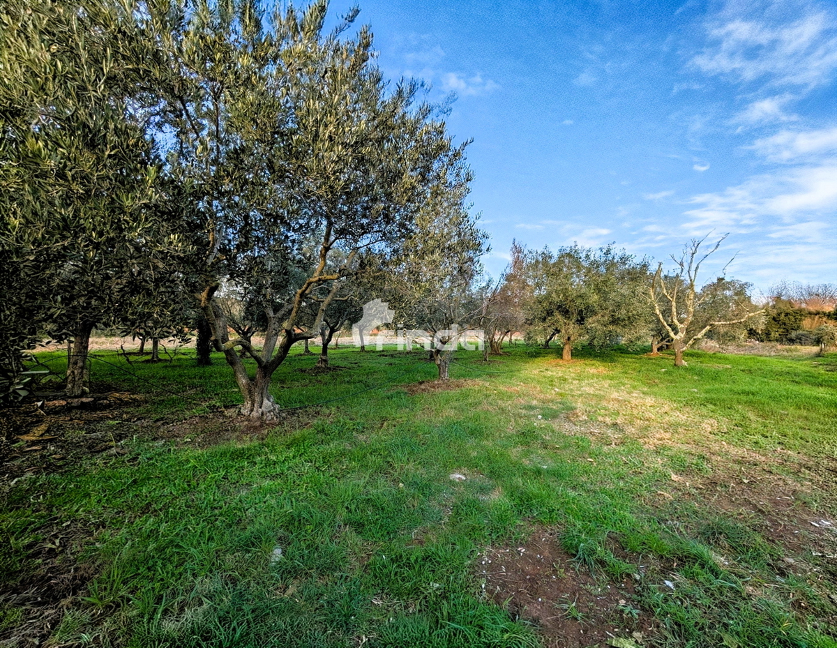 Casa e terreno agricolo - Rovinj - 4500m2 + (68m2)