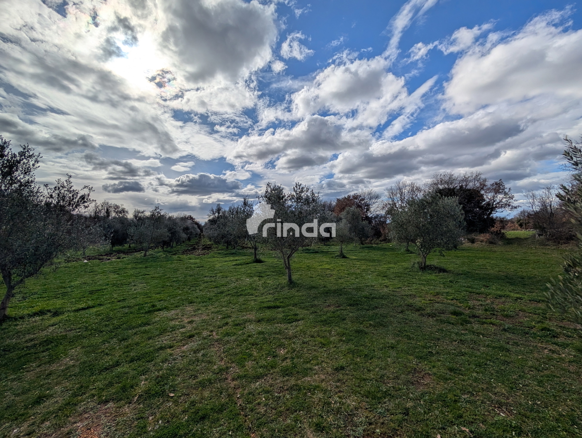 Azienda agricola con casa legalizzata - 12.000 m2 + (36 m2)