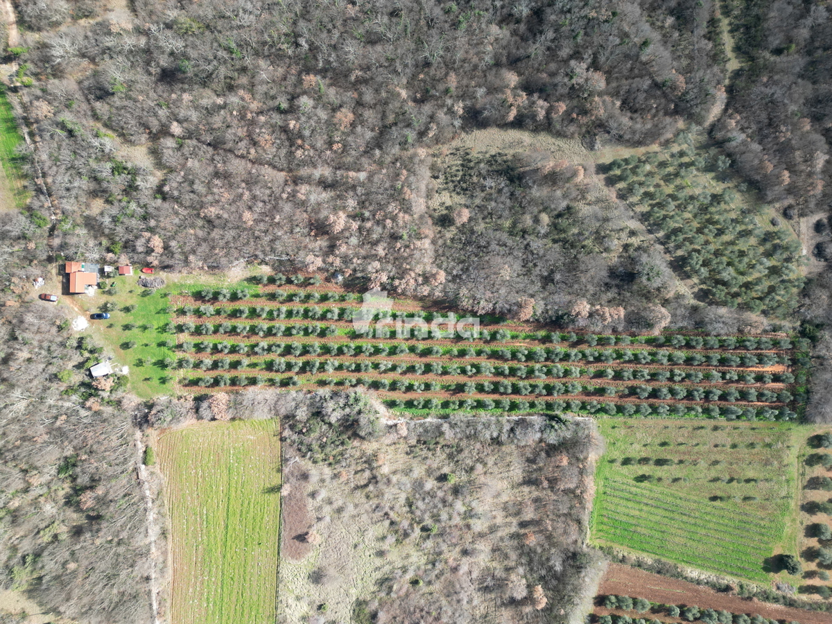 Azienda agricola con casa legalizzata - 12.000 m2 + (36 m2)