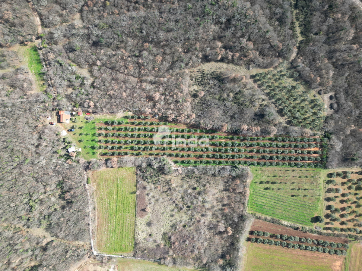 Azienda agricola con casa legalizzata - 12.000 m2 + (36 m2)