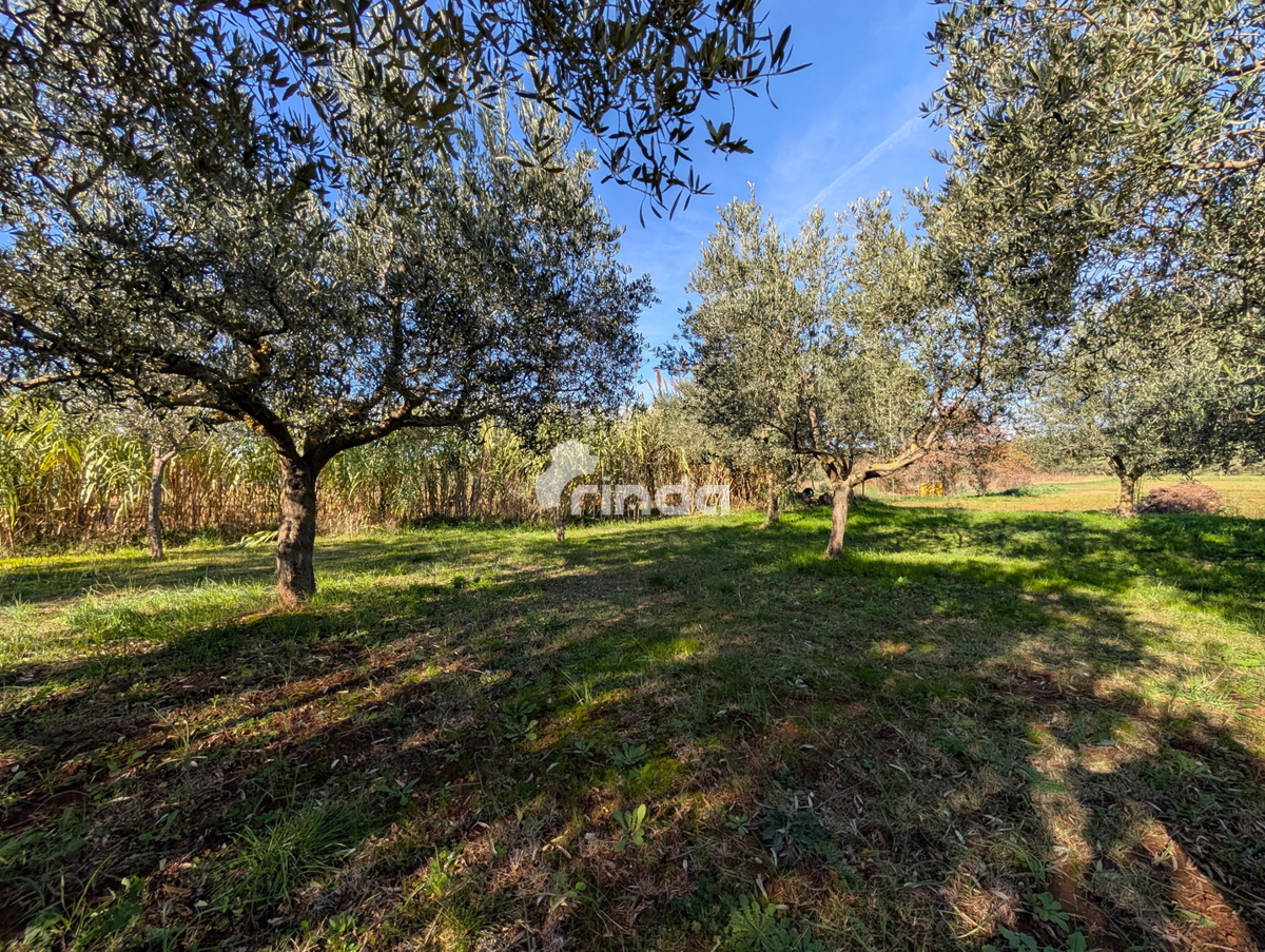 Grande proprietà nella periferia di Rovigno - 125m2 + (4550m2)
