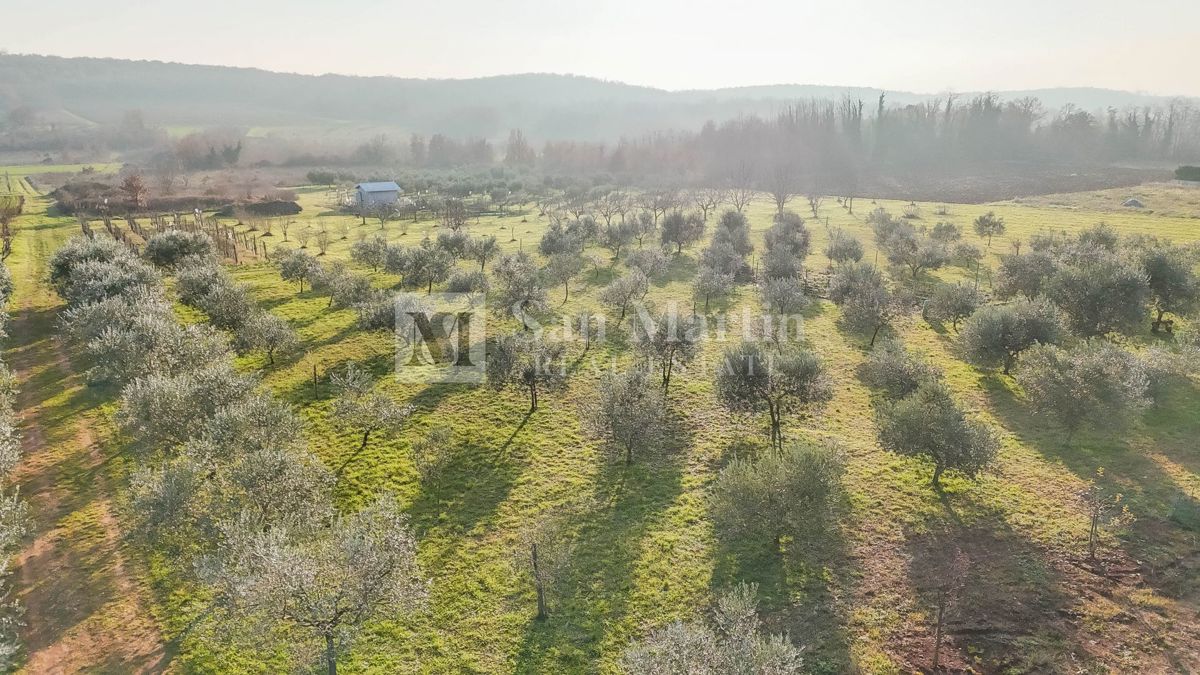 Parenzo, dintorni - Terreno per la costruzione di 5 case vicino alla città