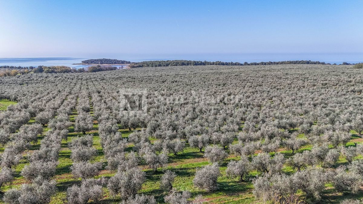 Parenzo, dintorni - terreno in ottima posizione vicino al mare