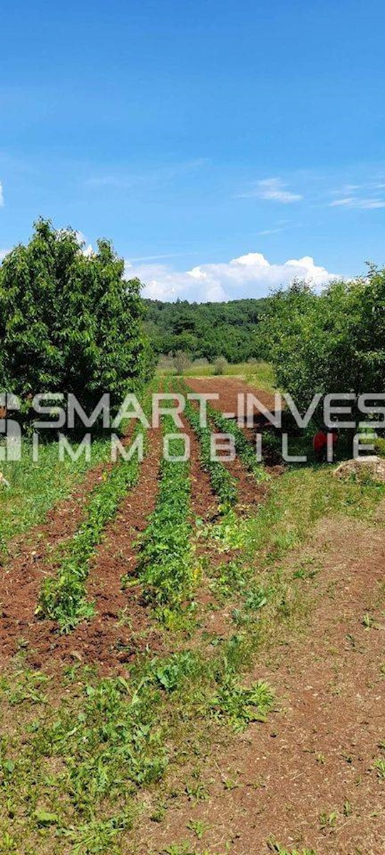 ISTRIA - RABAC, Estate of 27.800 m2 with an old stone house, 4 km to the sea