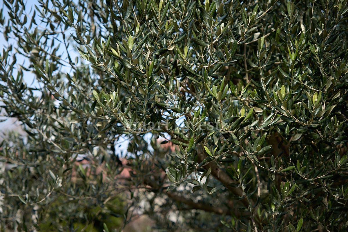 Casa Pobri, Opatija - Okolica, 350m2