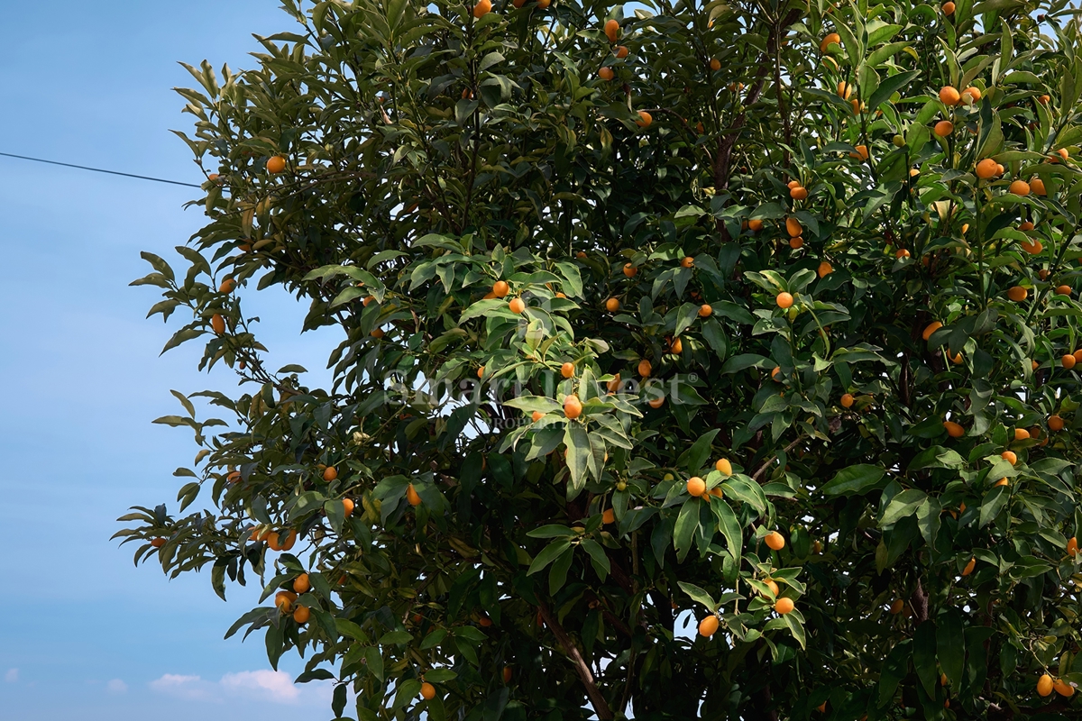 Casa Pobri, Opatija - Okolica, 350m2