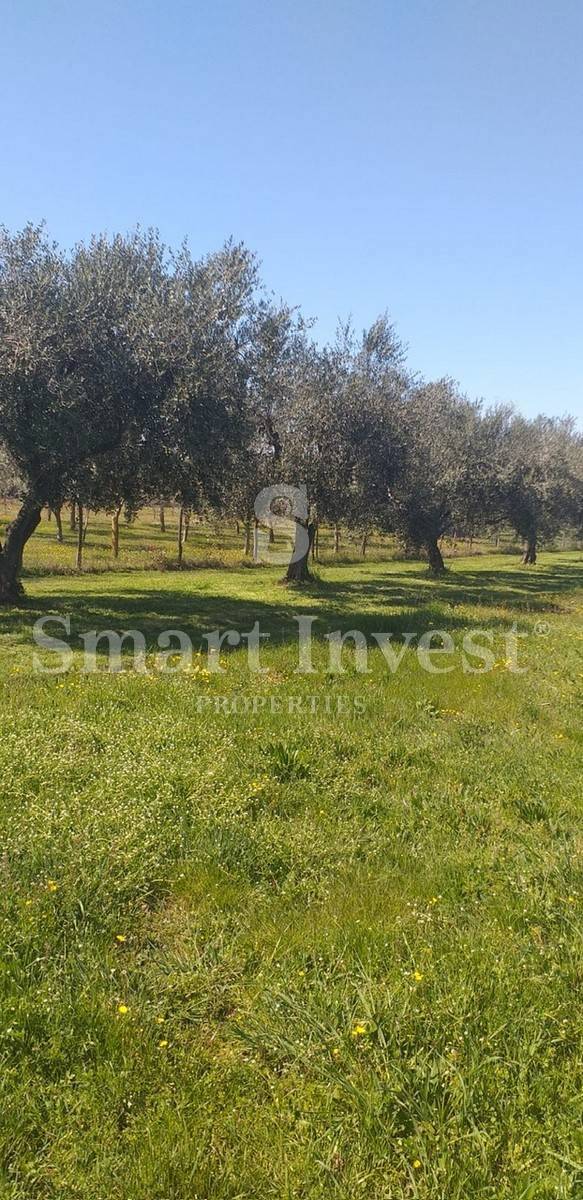 UMAGO, terreno con vecchi ulivi - ESCLUSIVAMENTE NELLA NOSTRA AGENZIA