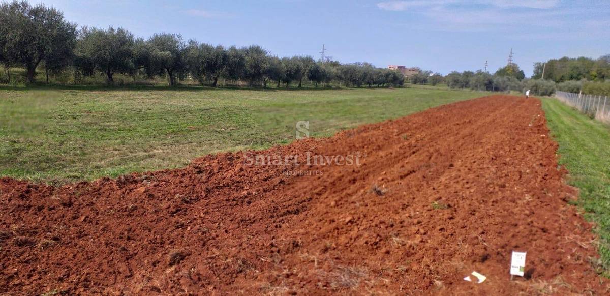 UMAGO, terreno con vecchi ulivi - ESCLUSIVAMENTE NELLA NOSTRA AGENZIA