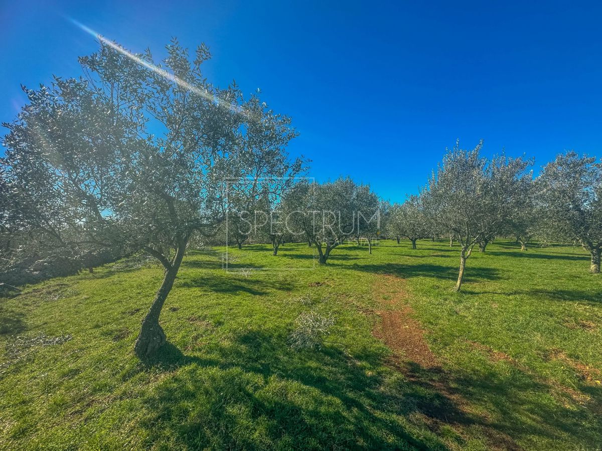 Zona di Buie, terreno edificabile con potenziale