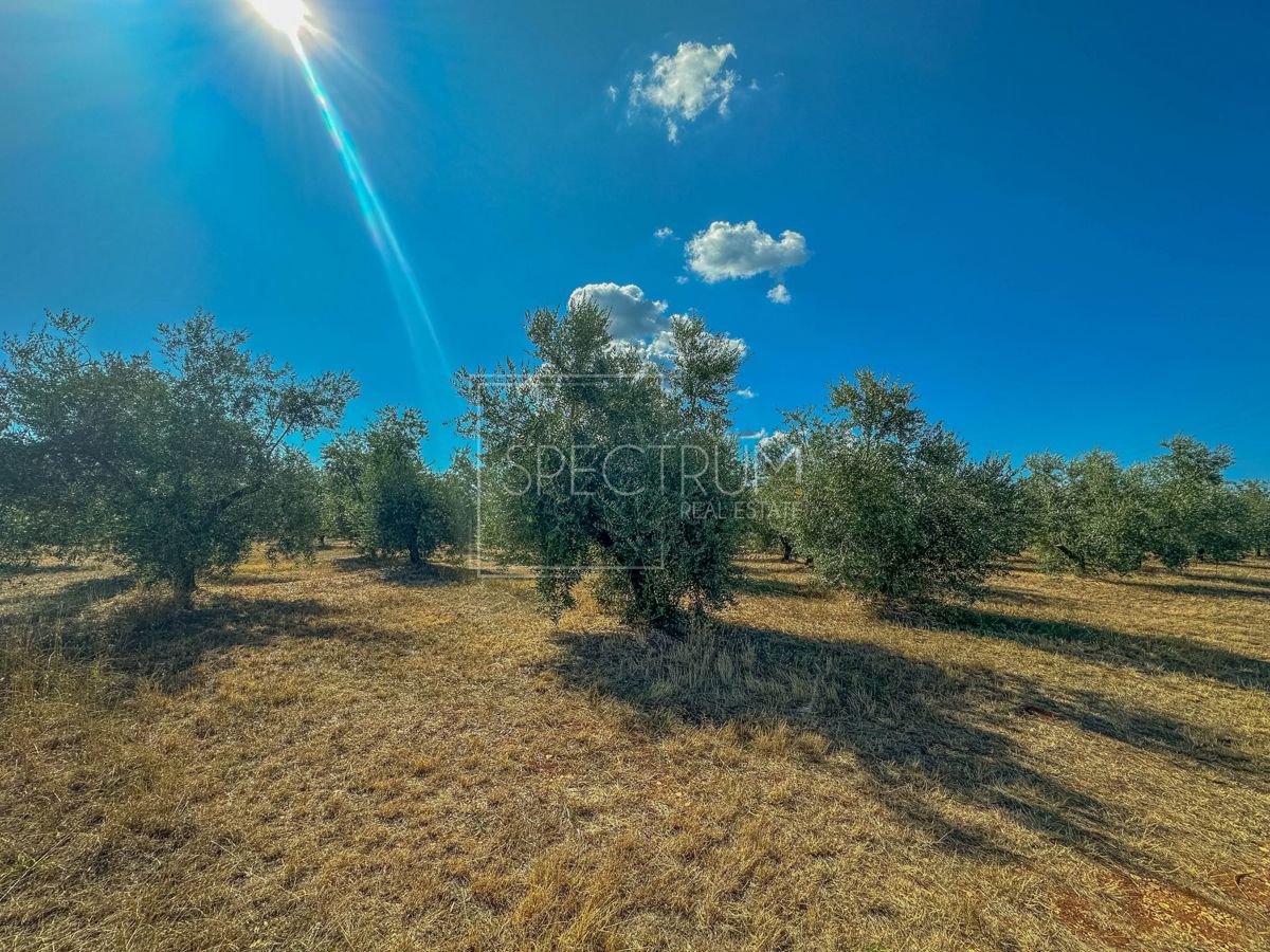 Zona di Umago, ampio terreno per investimento!