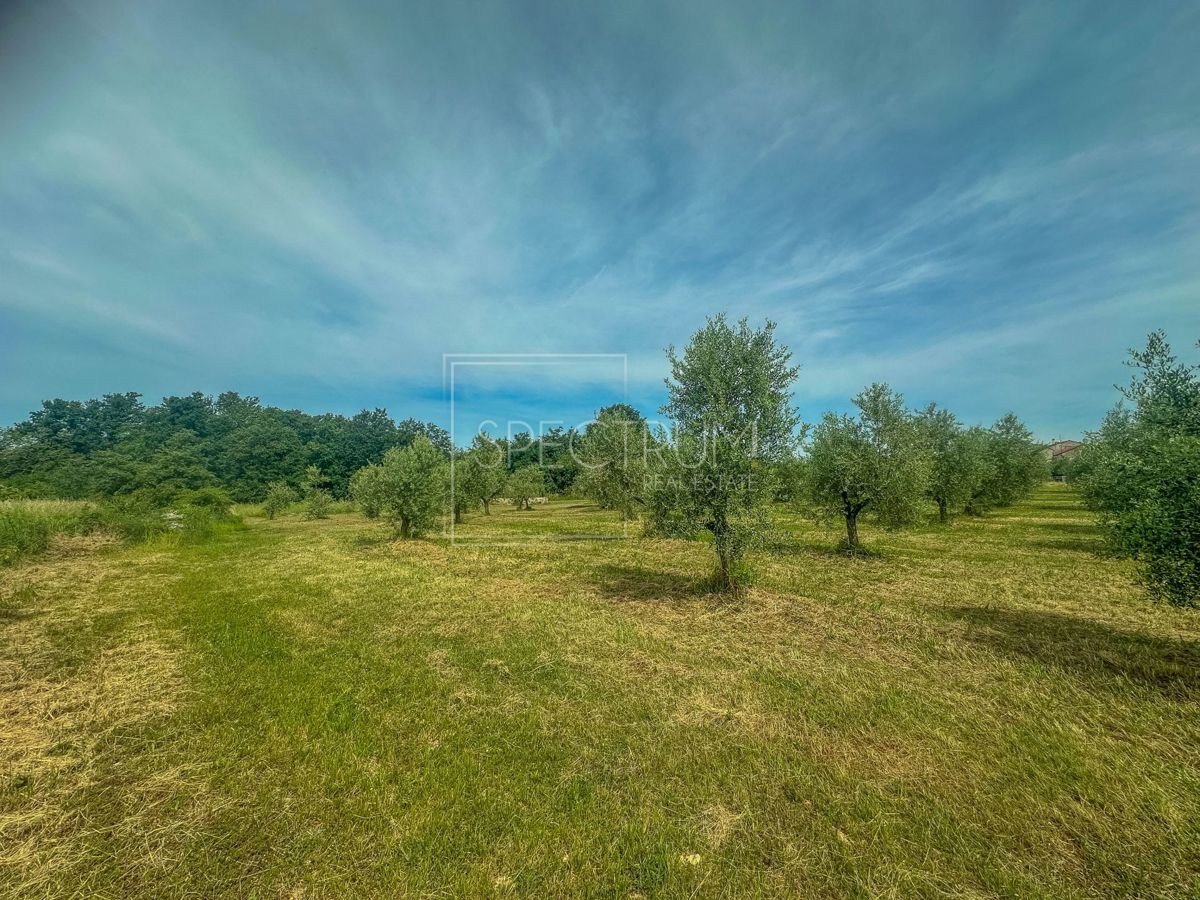 Zona di Umago, ampio uliveto in posizione tranquilla