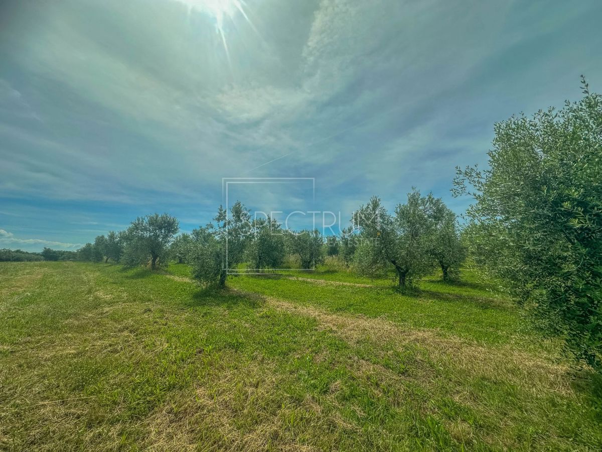 Zona di Umago, ampio uliveto in posizione tranquilla