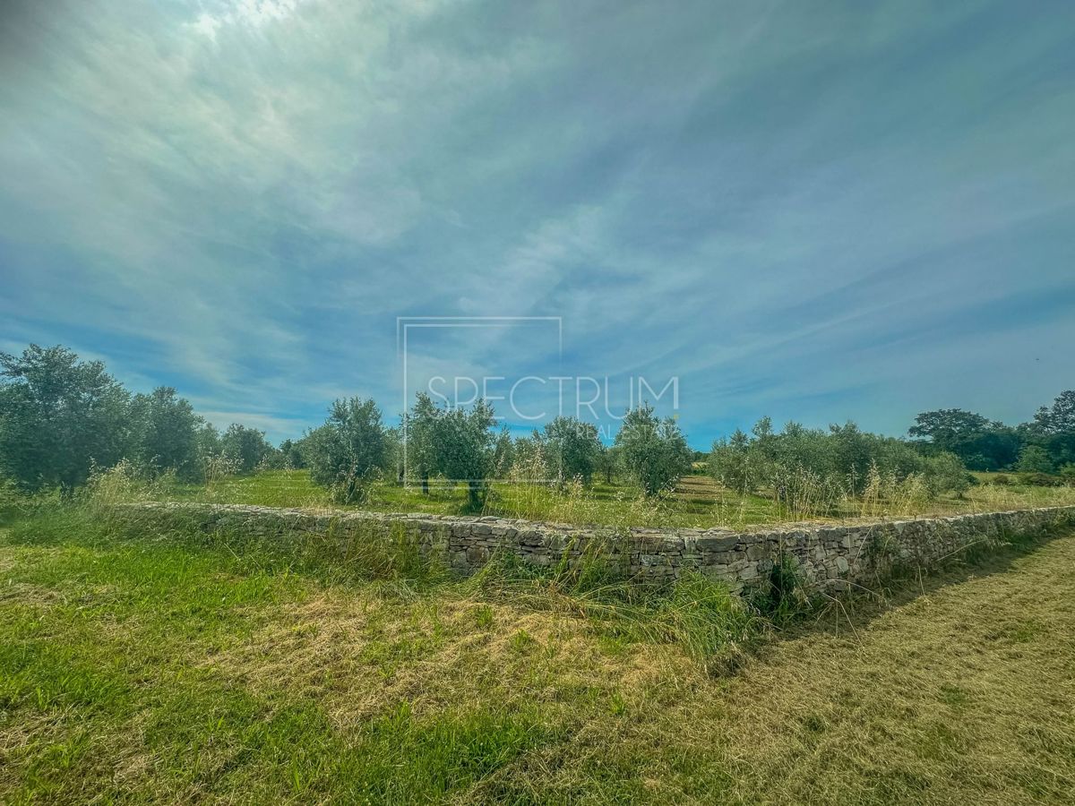 Zona di Umago, ampio uliveto in posizione tranquilla