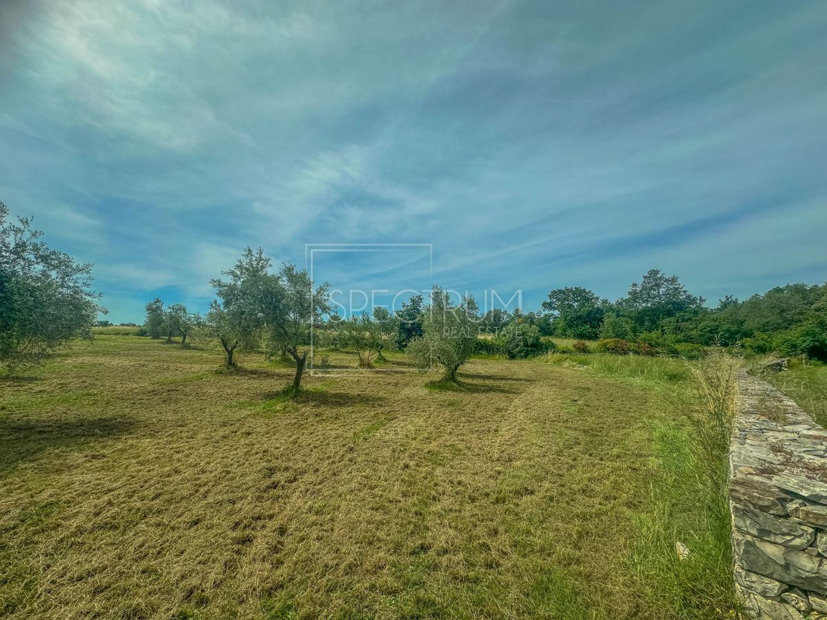 Zona di Umago, ampio uliveto in posizione tranquilla