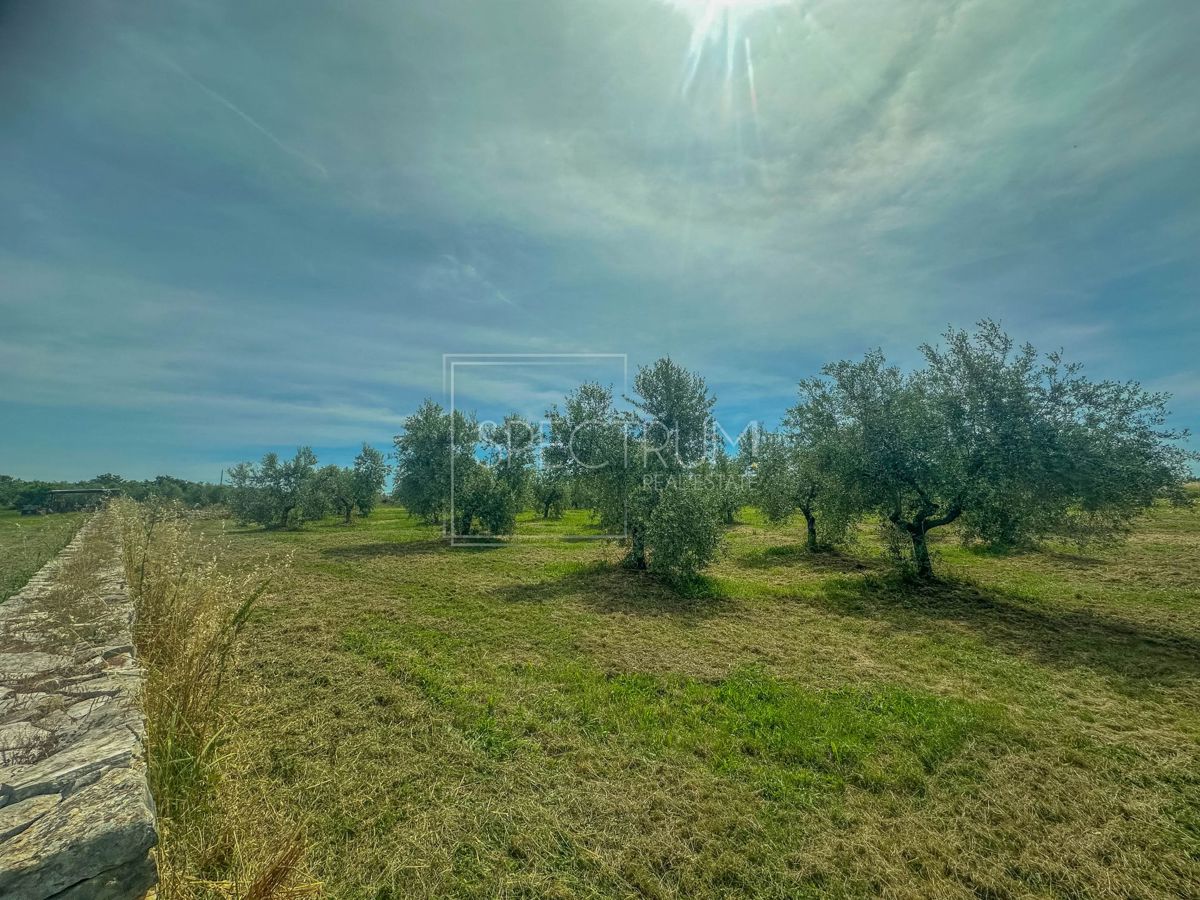 Zona di Umago, ampio uliveto in posizione tranquilla