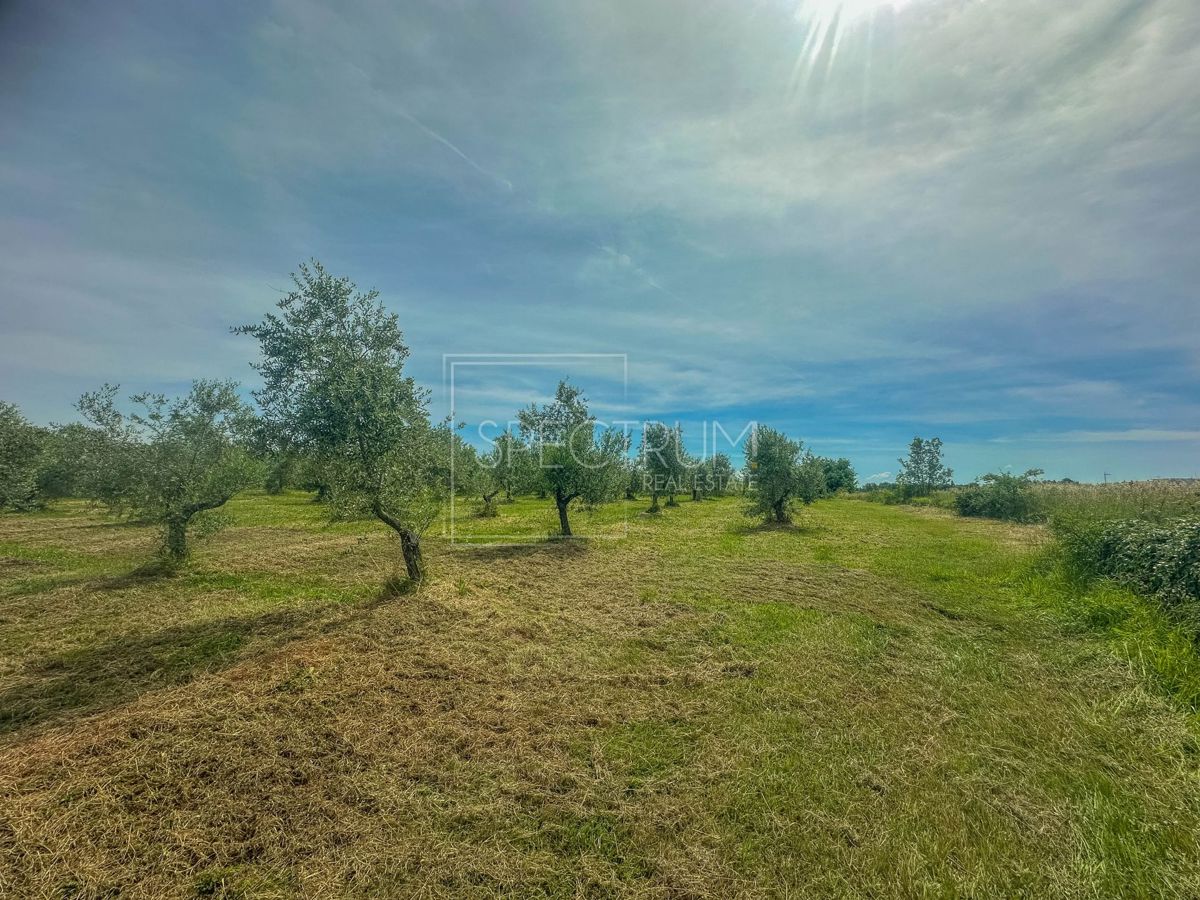 Zona di Umago, ampio uliveto in posizione tranquilla