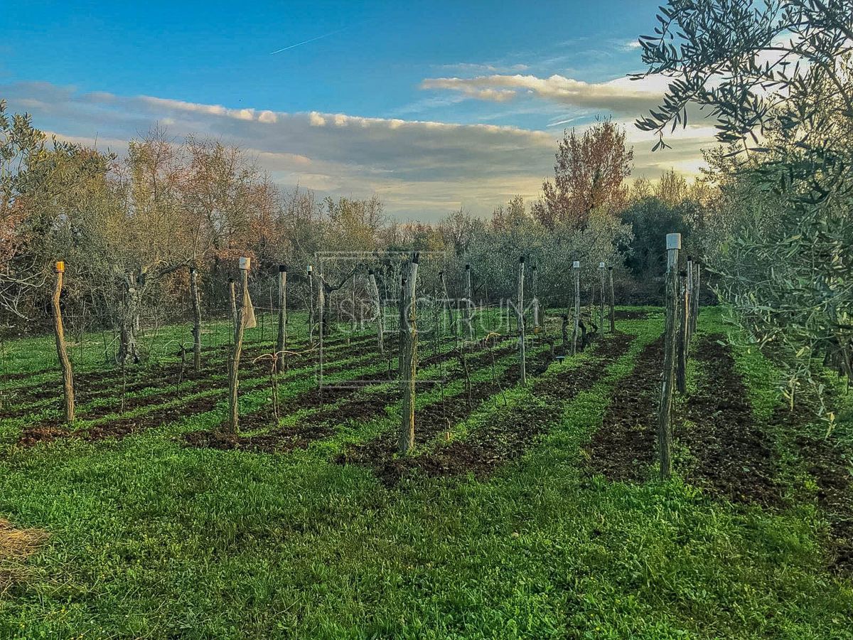 Zona di Verteneglio, casa indipendente in posizione tranquilla