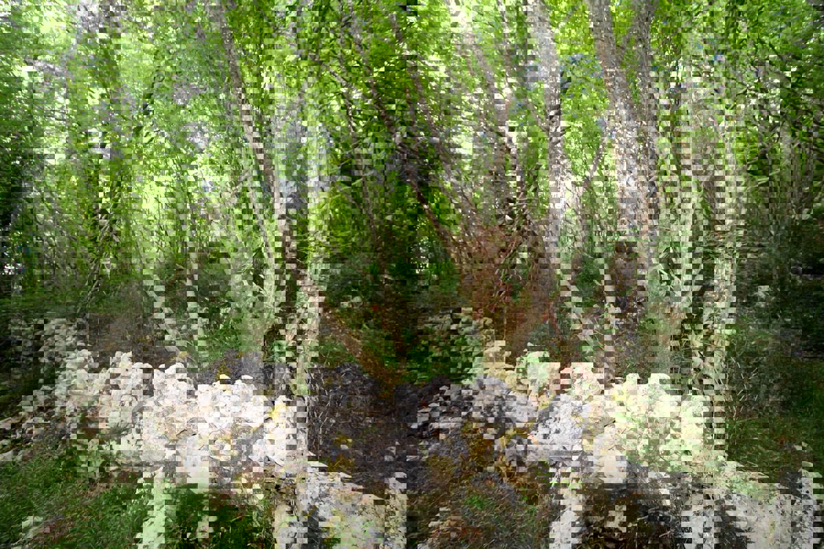 Terreno agricolo forestale a 30 m dal mare, VENDITA!