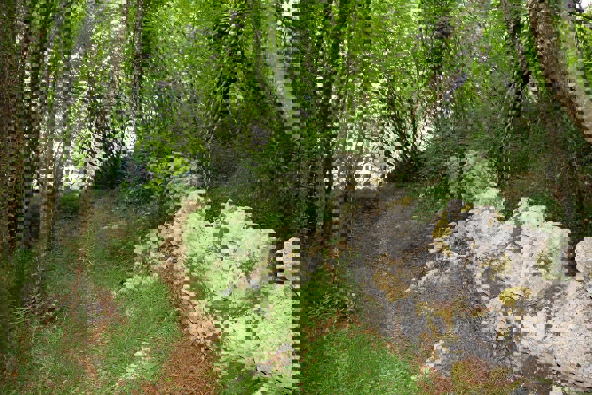 Terreno agricolo forestale a 30 m dal mare, VENDITA!