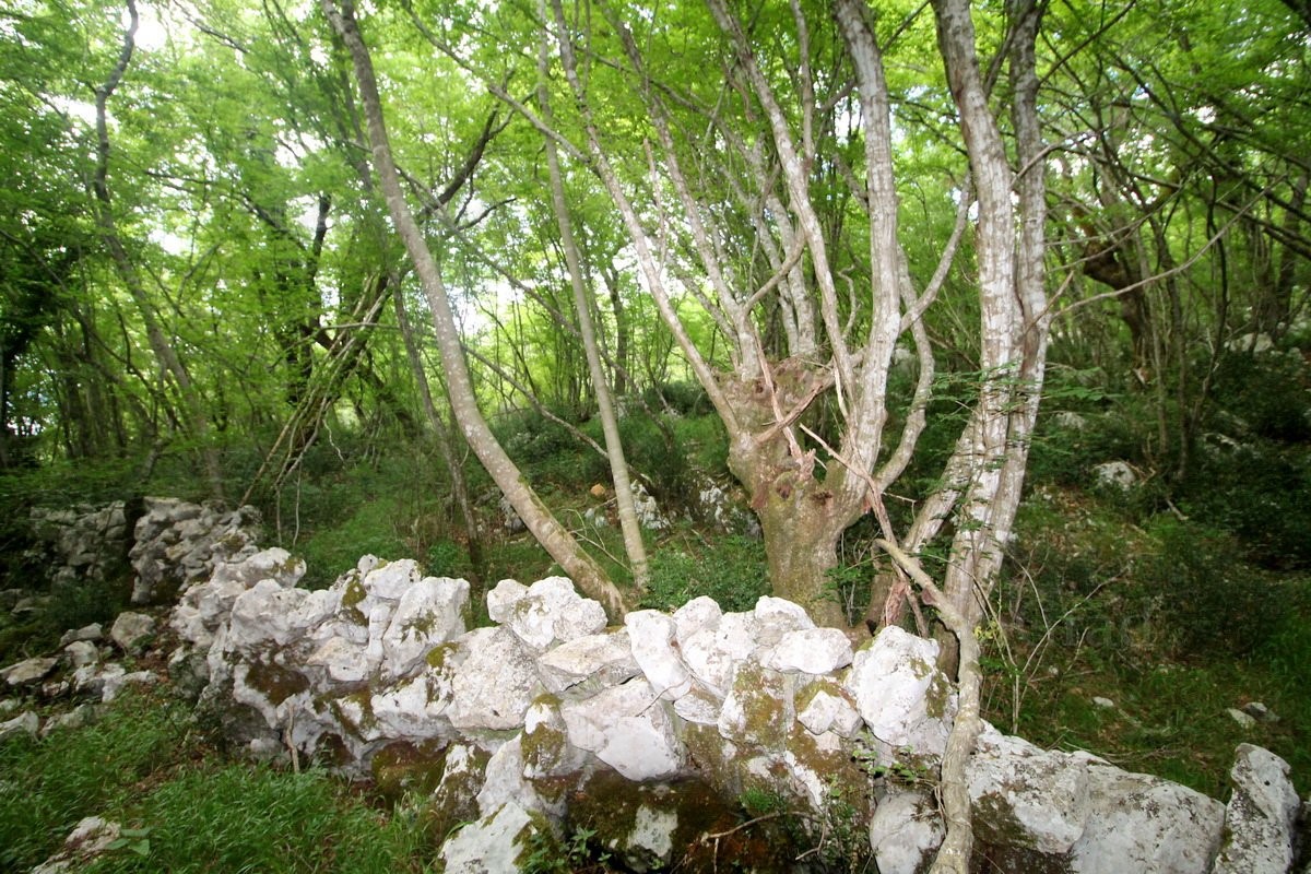 Terreno agricolo forestale a 30 m dal mare, VENDITA!