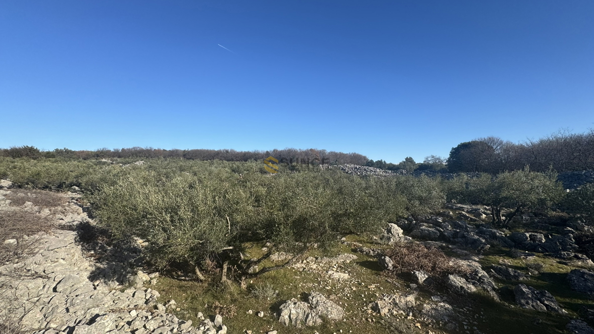 Nei dintorni della città di Krk, uliveto paesaggistico con vista sul mare!