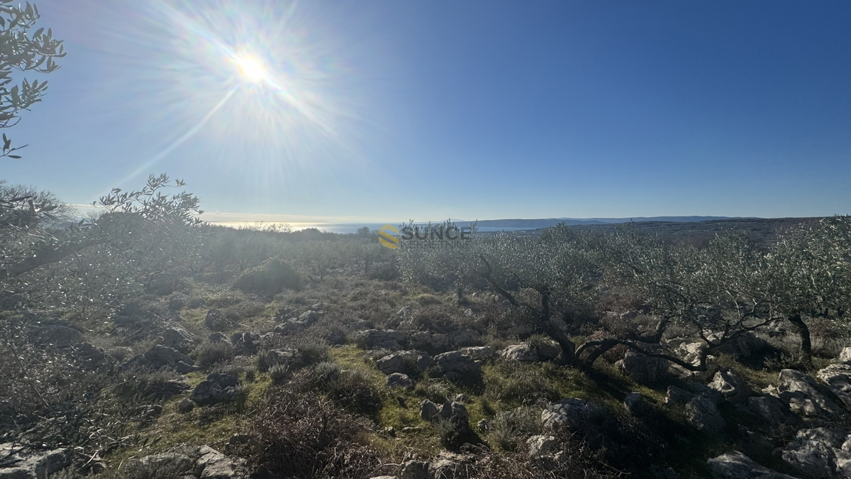 Nei dintorni della città di Krk, uliveto paesaggistico con vista sul mare!