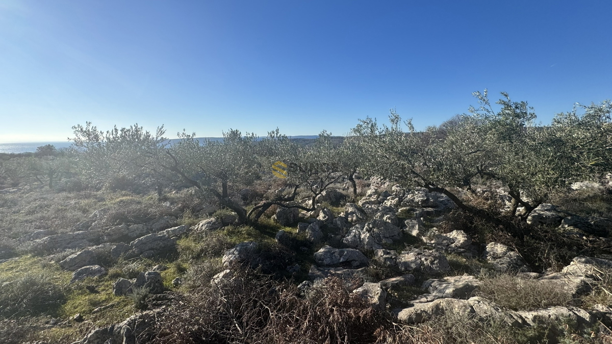 Nei dintorni della città di Krk, uliveto paesaggistico con vista sul mare!