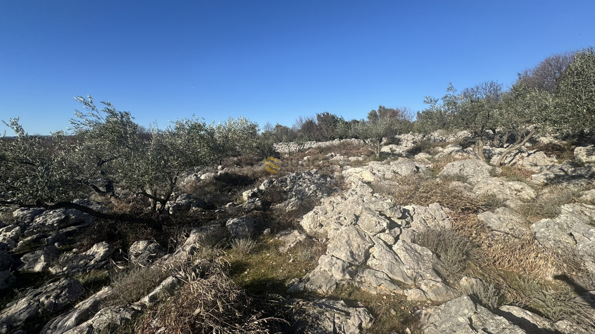 Nei dintorni della città di Krk, uliveto paesaggistico con vista sul mare!