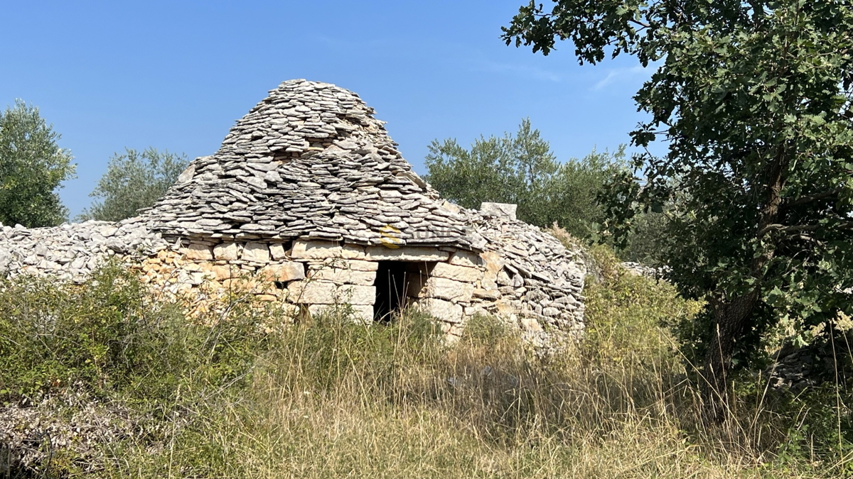 Istria, Majmajola, bellissimo uliveto  con 220 alberi di ulivo e 480m2 di terreno in zona edificabile!
