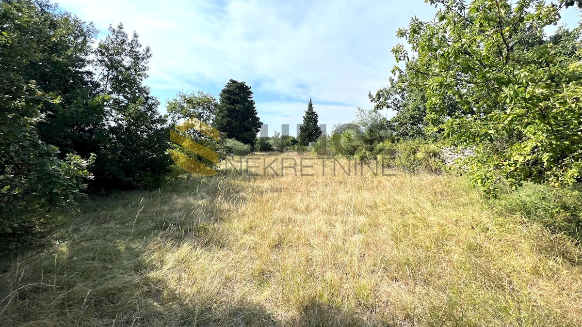 Istria, Majmajola, bellissimo uliveto con 220 alberi di ulivo e 480m2 di terreno in zona edificabile!