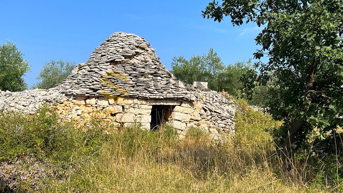 Istria, Majmajola, bellissimo uliveto con 220 alberi di ulivo e 480m2 di terreno in zona edificabile!