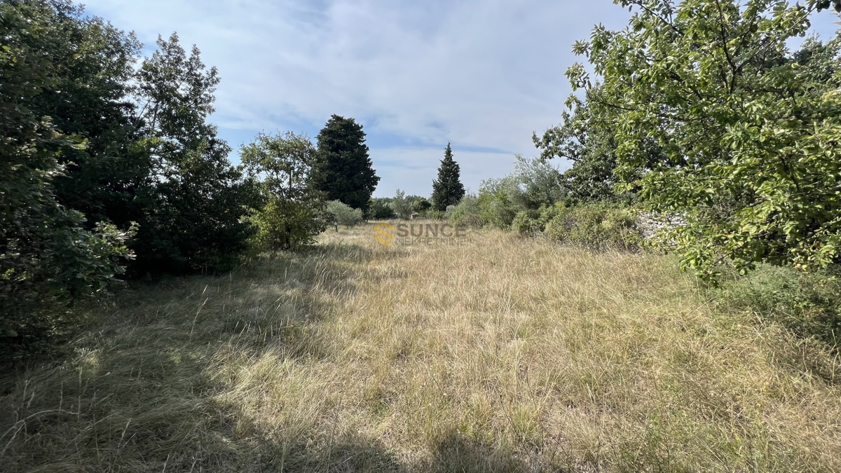 Istria, Majmajola, bellissimo uliveto  con 220 alberi di ulivo e 480m2 di terreno in zona edificabile!