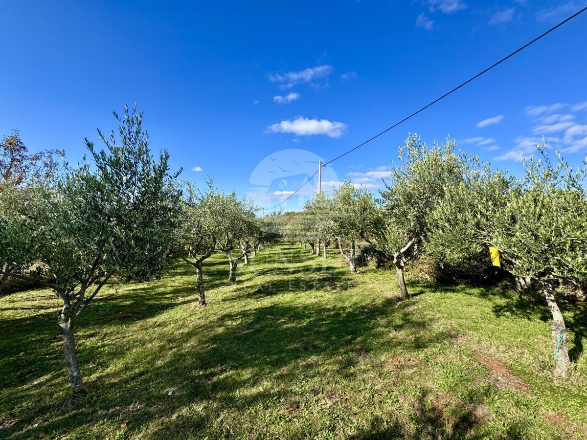 AFFASCINANTE CASA PER IL FINE SETTIMANA CON VISTA SU OPRTALJ – PACE, ULIVI E ATMOSFERA ISTRIANA