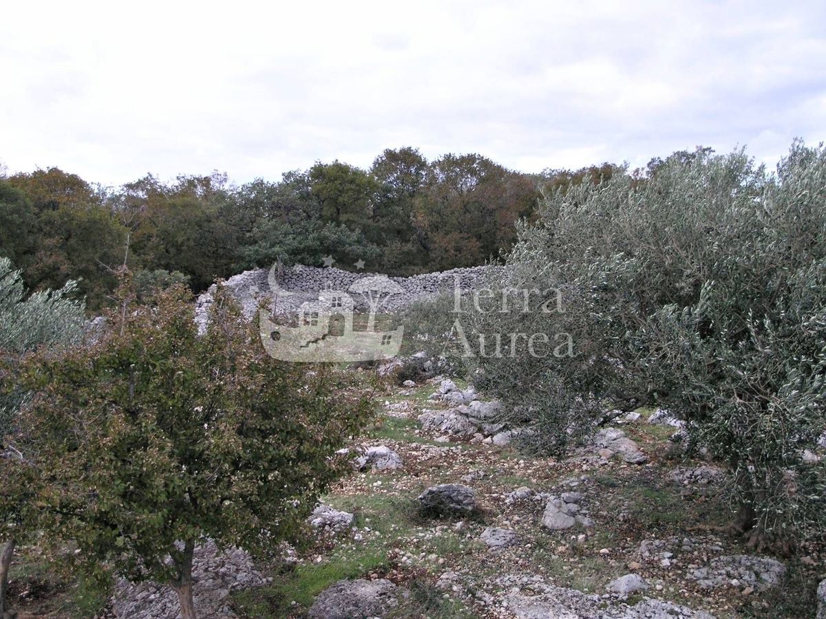 Grande uliveto con permesso di costruzione e vista mare, isola di Krk