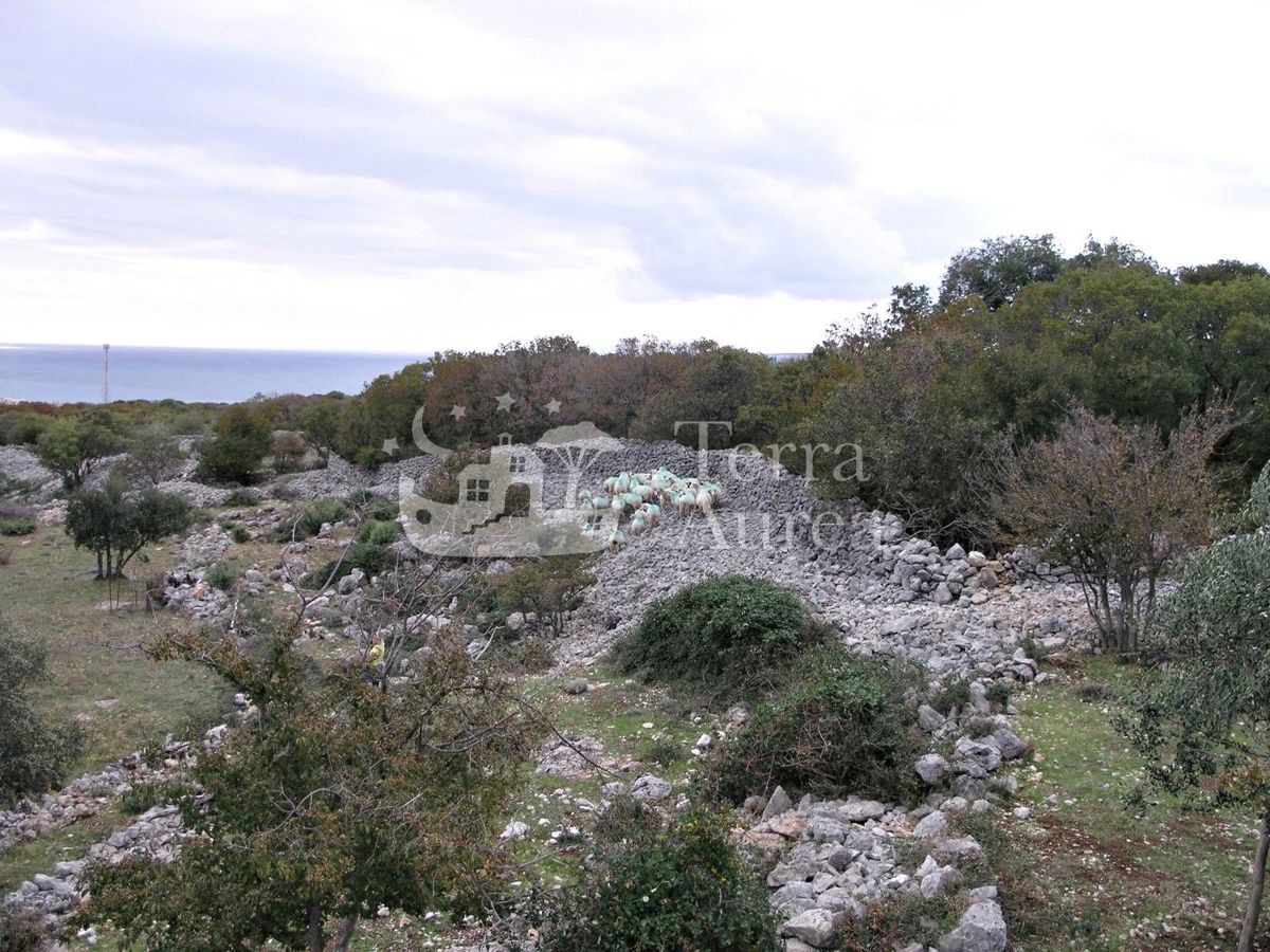 Grande uliveto con permesso di costruzione e vista mare, isola di Krk