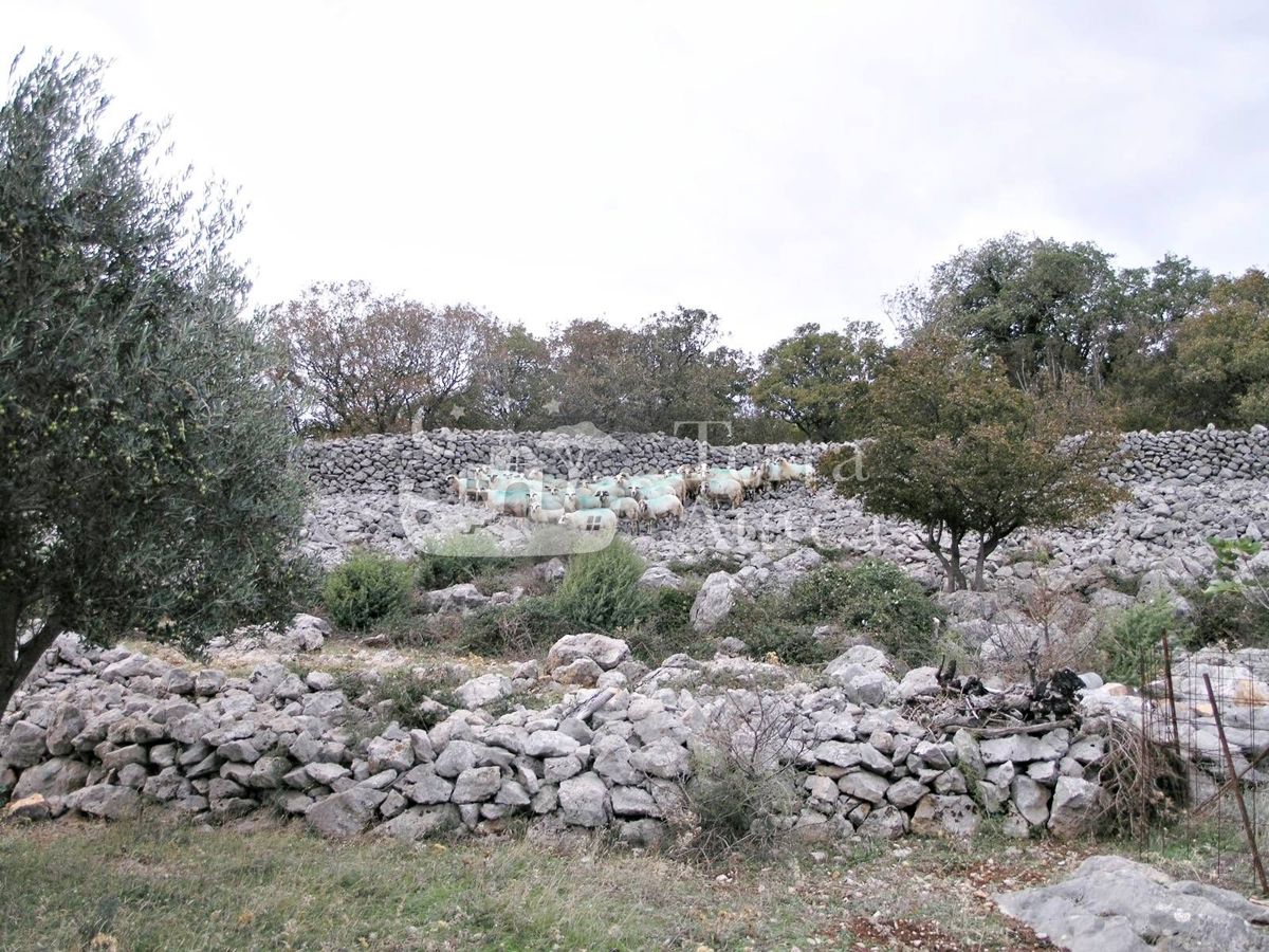 Grande uliveto con permesso di costruzione e vista mare, isola di Krk