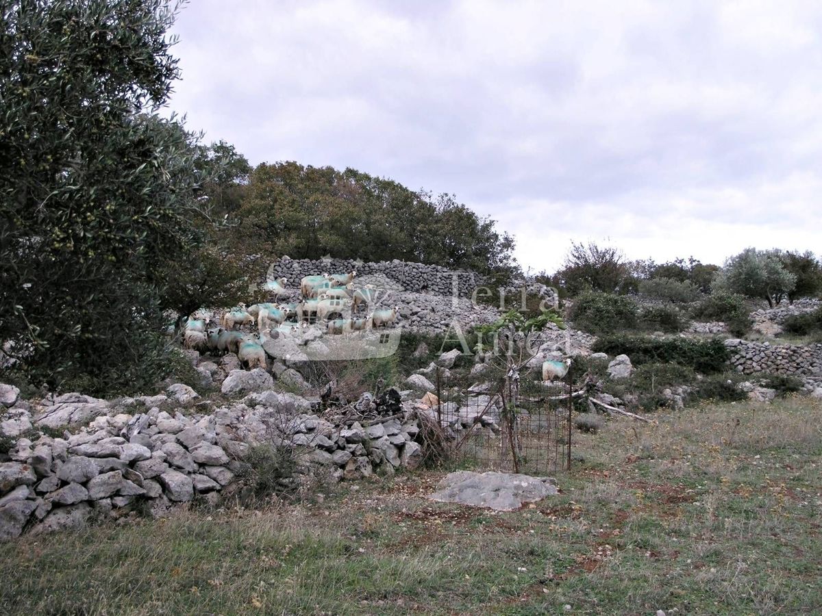 Grande uliveto con permesso di costruzione e vista mare, isola di Krk