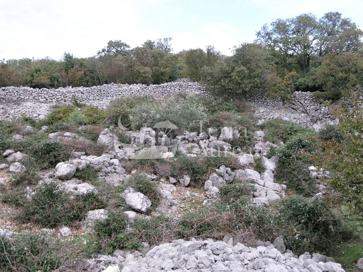 Grande uliveto con permesso di costruzione e vista mare, isola di Krk