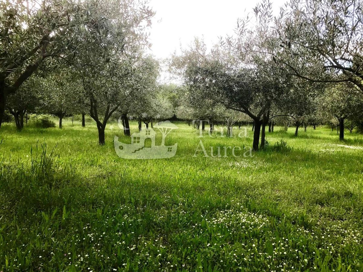 Terreno agriculturale Milohnići, Krk, 13.000m2