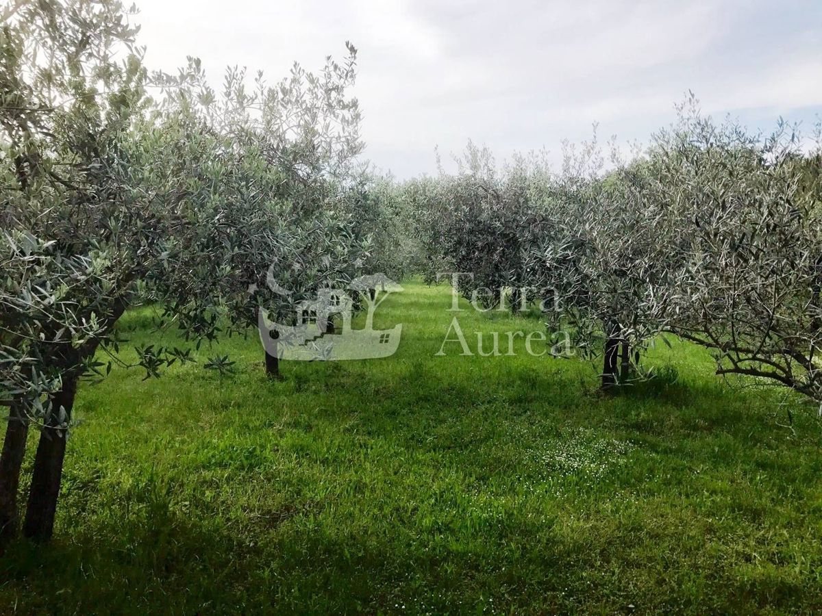 Terreno agriculturale Milohnići, Krk, 13.000m2