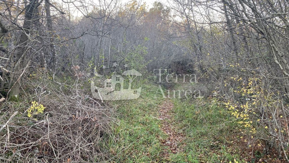 Foresta vicino alla città di Krk, isola di Krk