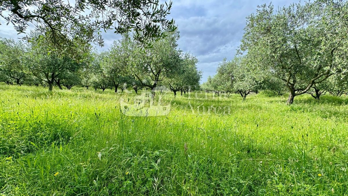 Terreno agriculturale Poljica, Krk, 24.400m2