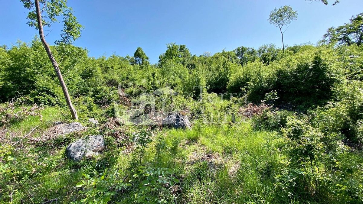 Foresta vicino al mare, Milohnici, isola di Krk