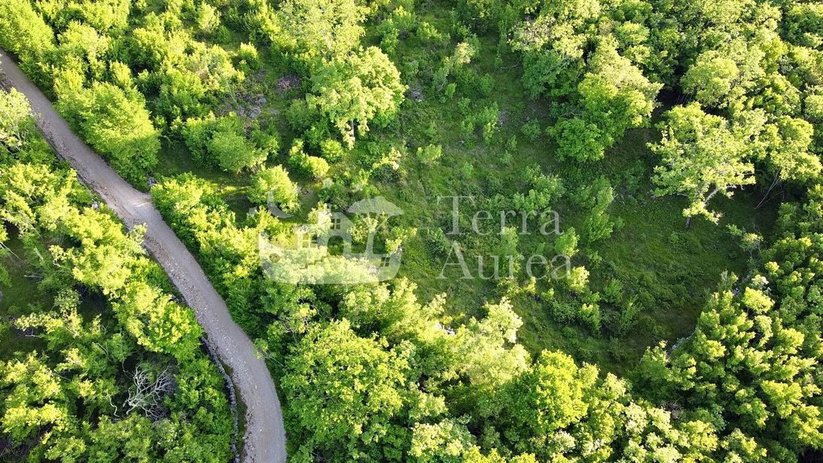 Foresta vicino al mare, Milohnici, isola di Krk