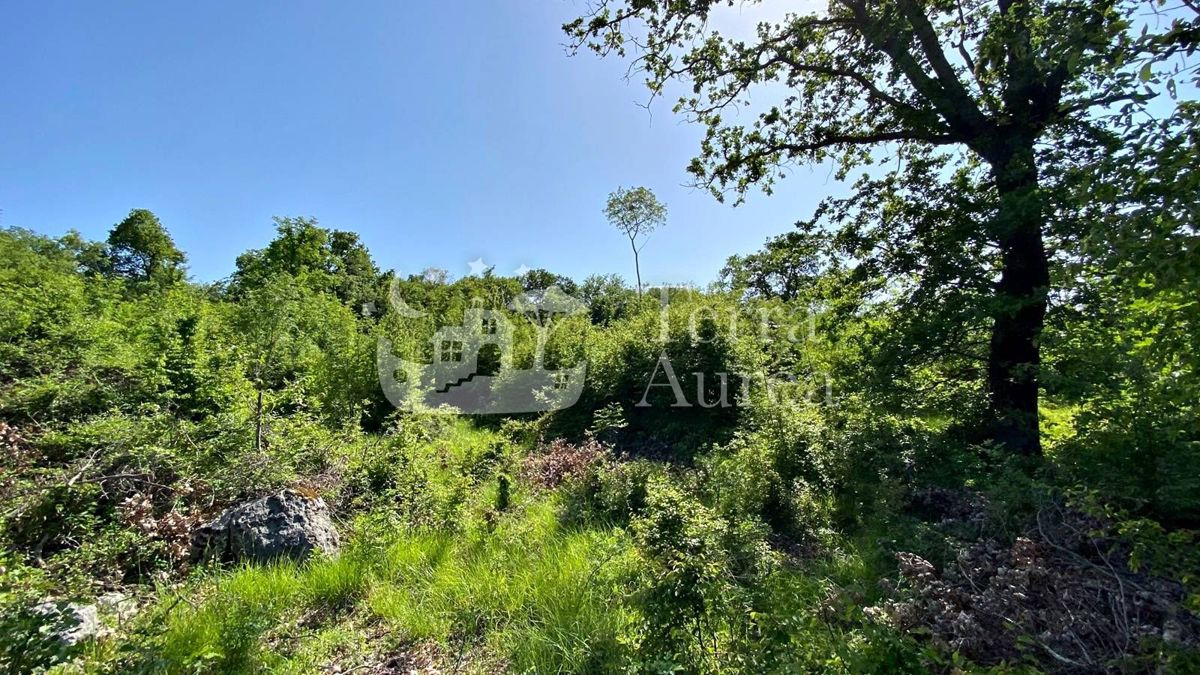 Foresta vicino al mare, Milohnici, isola di Krk